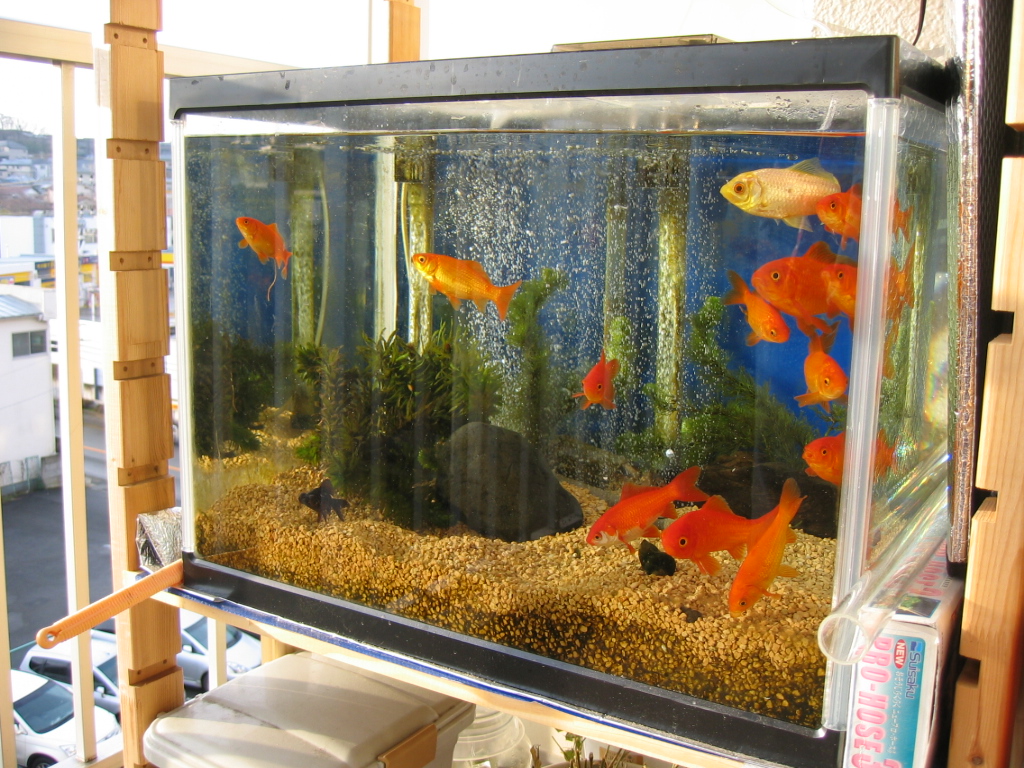 ベランダ金魚