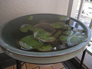 睡蓮鉢