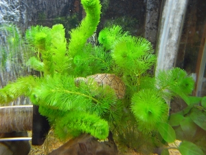 カブトニオイガメ