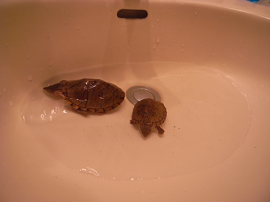 カブトニオイガメ
