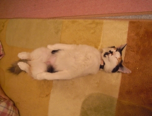 三毛猫のミー