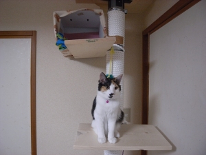 三毛猫のミー