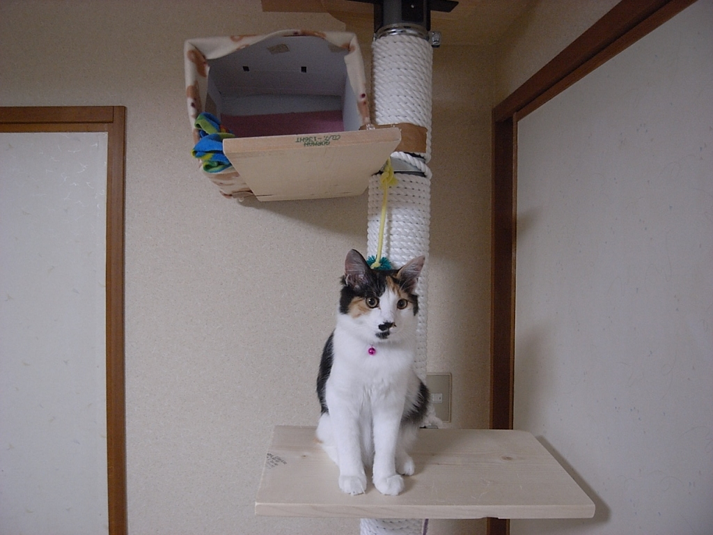 三毛猫のミー