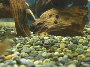 コリドラス・パンダ稚魚