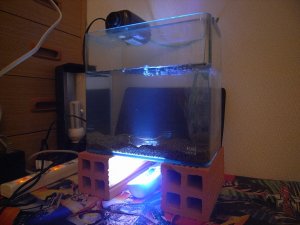 ヤマトヌマエビ繁殖水槽