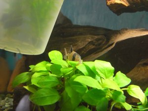 コリドラス・パンダ