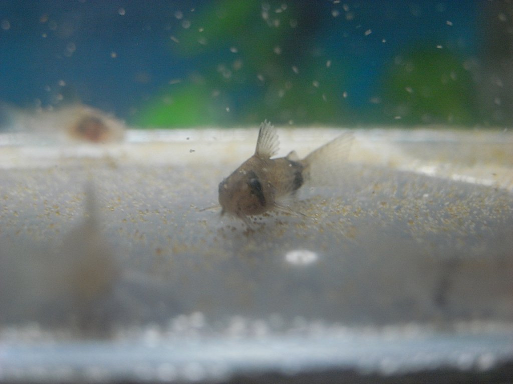 コリドラス稚魚
