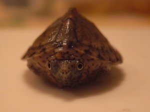 幼い日のモミジ