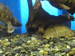 カメ水槽のカブトニオイガメ