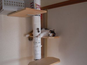 朝の三毛猫ミー