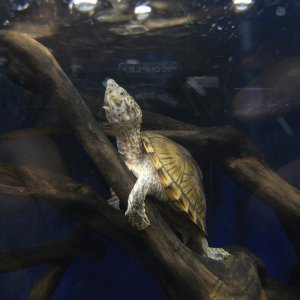 カブトニオイガメのモミジ