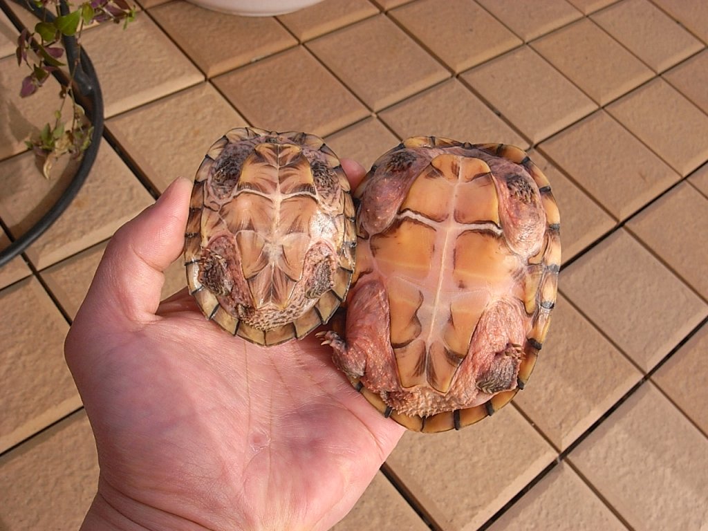 カブトニオイガメのアメとモミジ