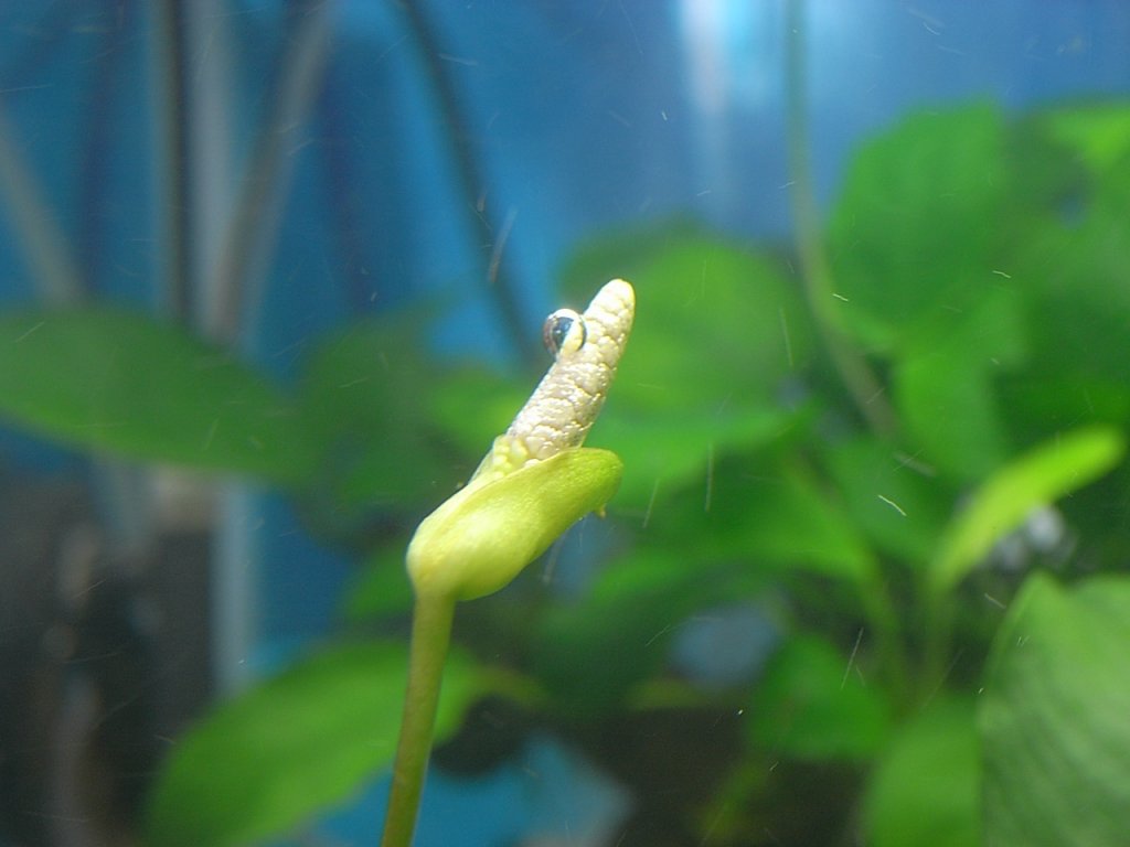 アヌビアス・ナナの花