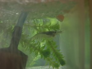 放卵を終えたヤマトママ