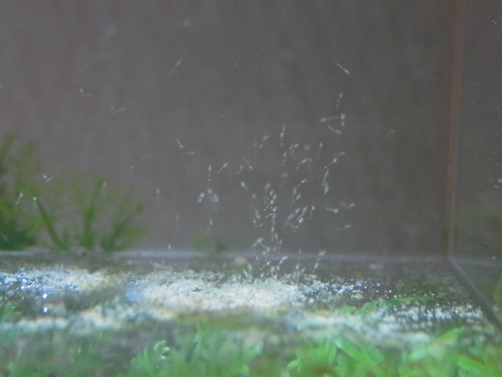 ゾエア