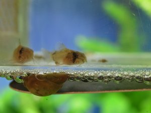 コリパン稚魚