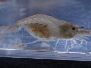 レッドチェリーシュリンプ