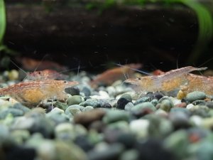 抱卵レッドチェリーシュリンプ