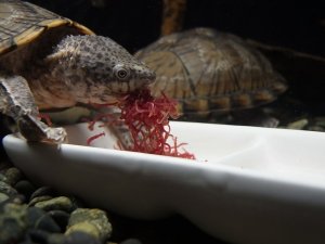 カブトニオイガメ