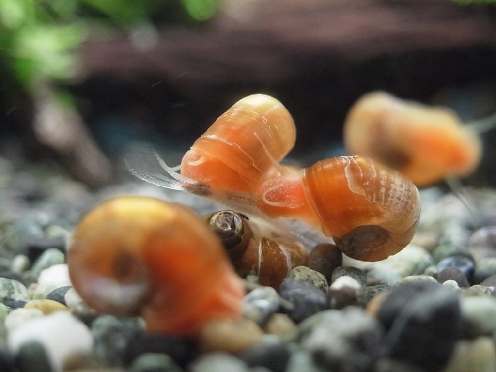 レッドラムズホーン