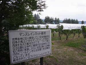 レインカット栽培
