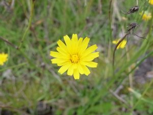 営業停止したスケートセンター近くの黄色い花