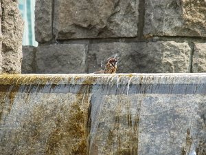 パシフィコ横浜の雀