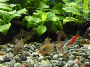 コリドラスの食事