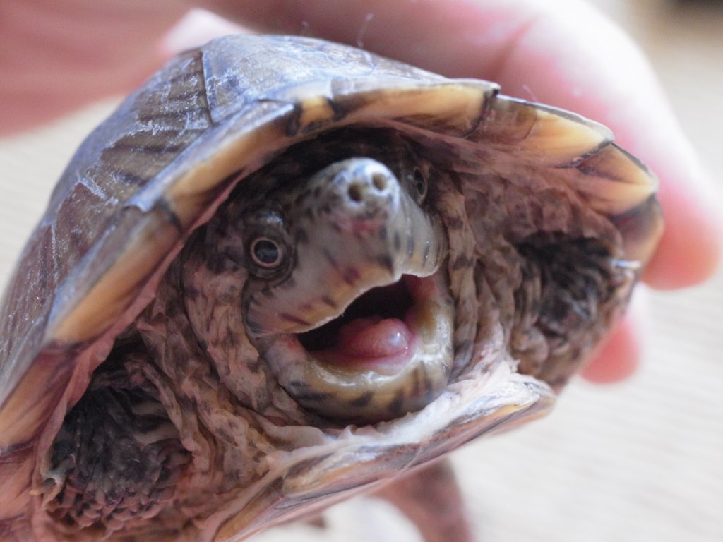 カブトニオイガメのモミジ