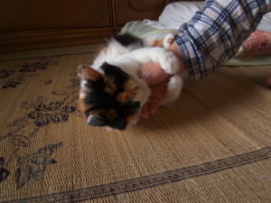 右手にジャレる三毛猫ミー