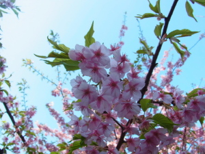 江ノ島の河津桜