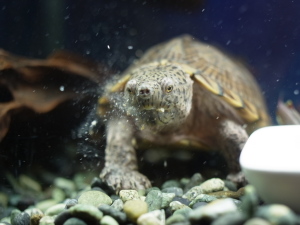 カブトニオイガメの天気