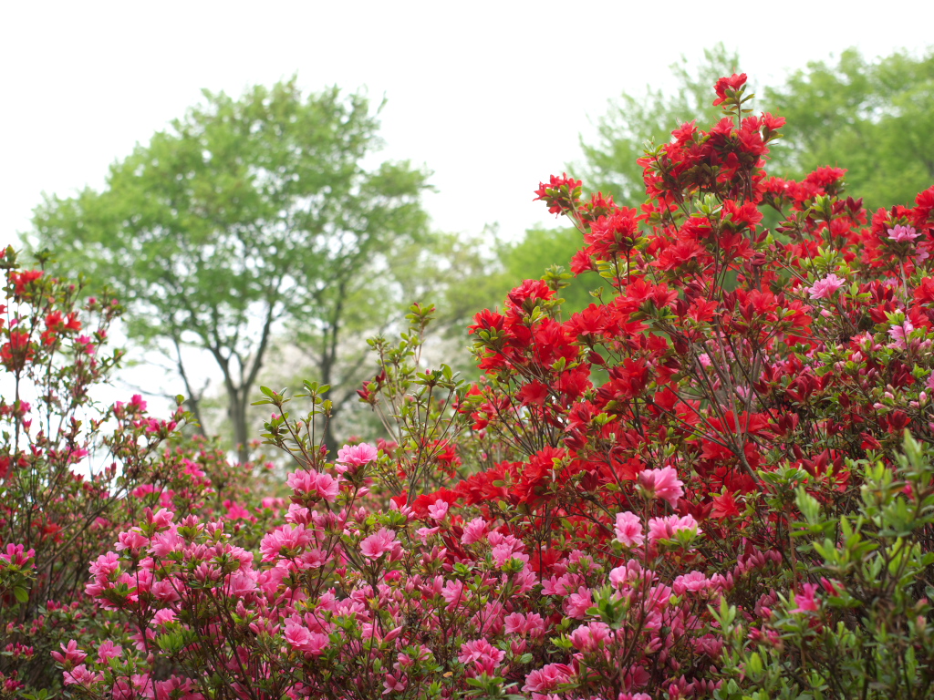 吾妻山公園のツツジ