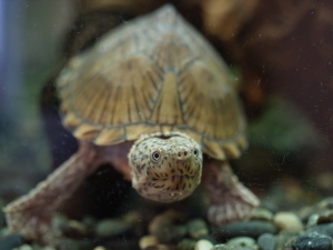 カブトニオイガメのモミジ