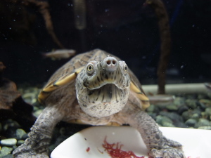 カブトニオイガメの天気