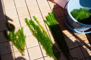 水草ストック槽のアナカリス