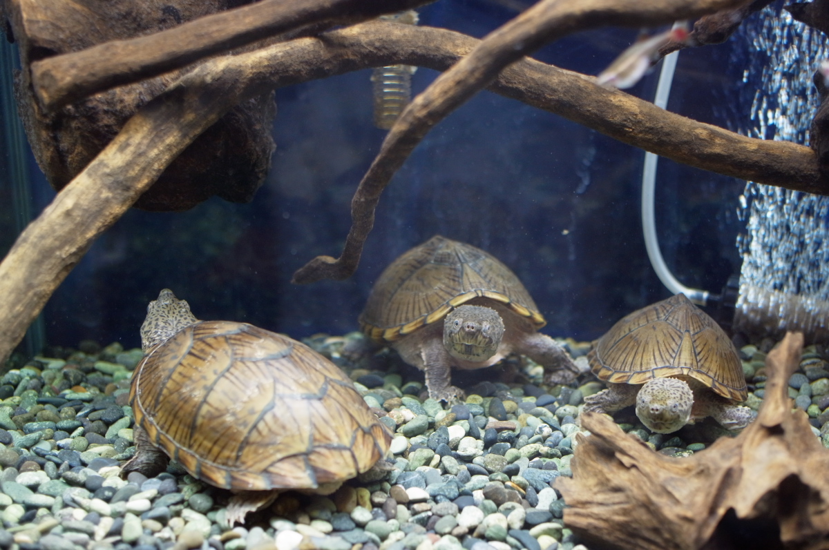 カブトニオイガメのアメと天気とモミジ