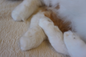 三毛猫ミーの手足