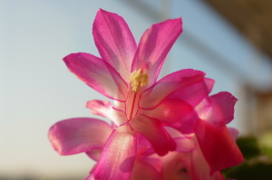 シャコバサボテンの花