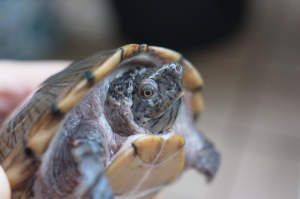 カブトニオイガメの天気