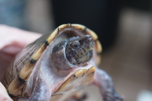 カブトニオイガメのアメ