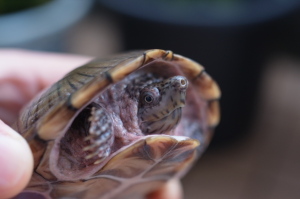 カブトニオイガメのモミジ