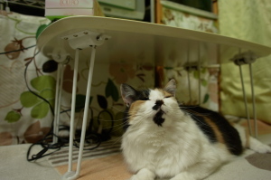 三毛猫ミー