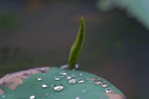 ハスの新芽