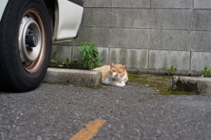 品川区のネコ