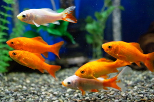 ベランダ水槽の金魚たち