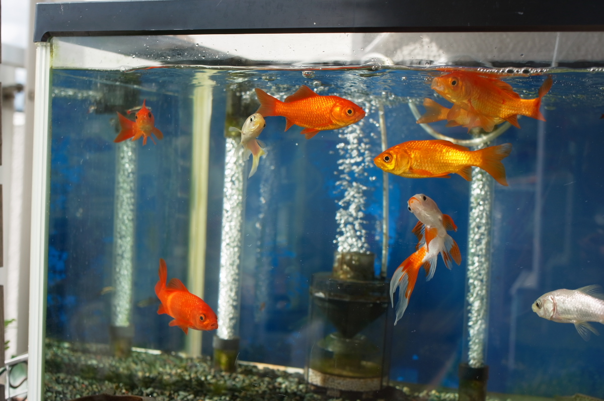ベランダ水槽の金魚たち