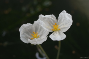アナカリスの花