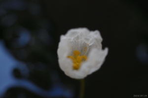 アナカリスの花