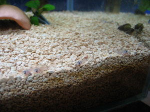 コリドラス・パンダ稚魚